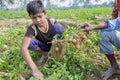 ChildrenÃ¢â¬â¢s are harvesting potatoes from fields in Thakurgong, Bangladesh.